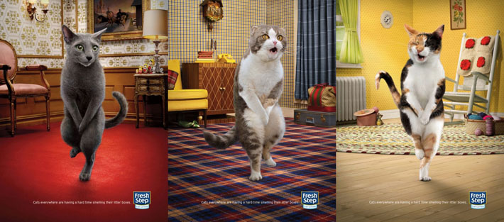 cat fresh step